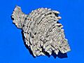 Muricidae - Babelomurex cariniferus