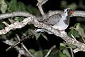 Namaqua dove (Oena capensis aliena) male perched at night