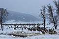 National Elk Refuge (7467049882)