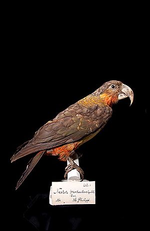 Naturalis Biodiversity Center - RMNH.AVES.110061 - Nestor productus - Psittacidae - bird skin specimen.jpeg