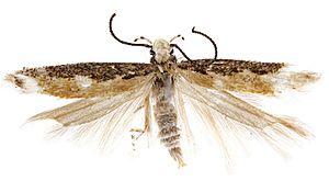 Neopalpa donaldtrumpi adult male, Imperial County, California.jpg