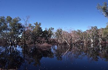 Ophthalmia Dam, Fortescue River.jpg