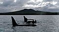 Orca in front of Rangitoto - Auckland, New Zealand