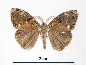 Orgyia thyellina male dorsal.jpg