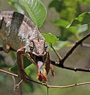 Oustalet's chameleon (Furcifer oustaleti) male feeding Anja Community Reserve 4e