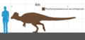 Pachycephalosaurus wyomingensis size chart