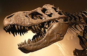 Palais de la Decouverte Tyrannosaurus rex p1050042