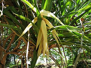 Pandanus tectorius (5187733419) (2)