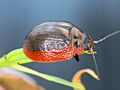 Paropsisterna agricola Harcourt