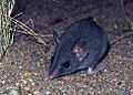 Phascogale calura close
