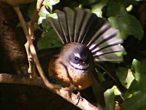 Pied fantail 01