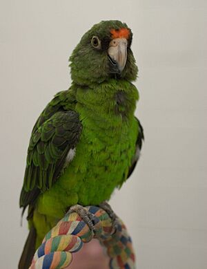 Poicephalus gulielmi -pet -juvenile-8a