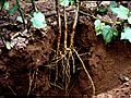 Primary and secondary cotton roots