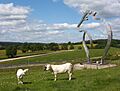 Profil Maison du Charolais et vaches charolaises
