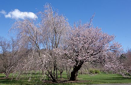 Prunus sargentii AA
