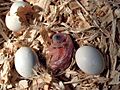 Psittacus erithacus -eggs and new chick-8a