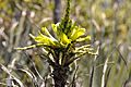 Puya chilensis Zapallar 04