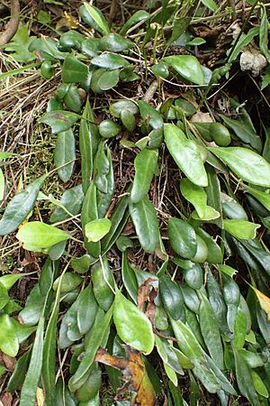 Pyrrosia eleagnifolia kz13.jpg