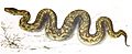 Python natalensis Smith 1840