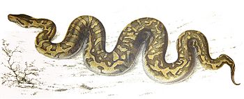 Python natalensis Smith 1840