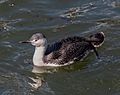 Red-throated loon in Red Hook (64290)