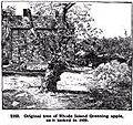 Rhode Island Greening original apple tree in Foster RI