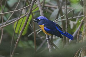 Rufous-bellied Niltava Pangolakha Wildlife Sanctuary East Sikkim India 20.04.2016.jpg