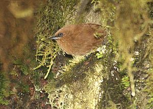 Rufous Wren (Cinnycerthia unirufa).jpg