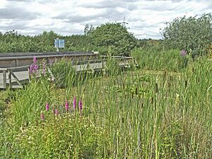 Rye Meads Nature Reserve - geograph.org.uk - 199214