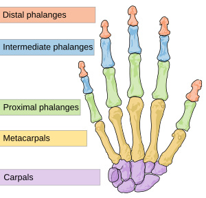 Scheme human hand bones-en