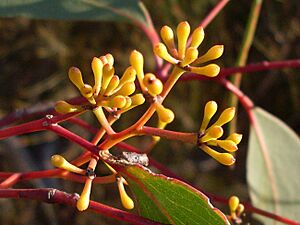 Scribbly gum bud (3493784038)