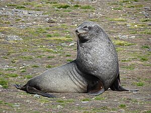 Seebär (Arctocephalus) 01.jpg