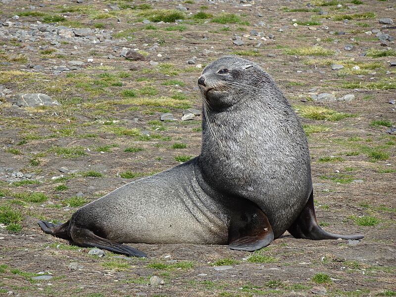 Seebär (Arctocephalus) 01
