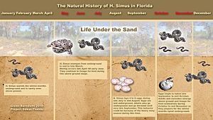 Simus-natural-history-chart