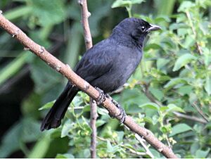 Slate-colored Boubou