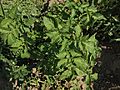 Solanum tuberosum Mayan Queen (02).jpg