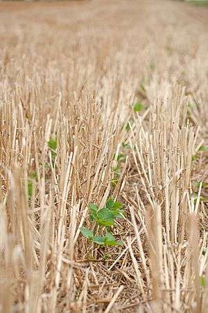 Soybean crop rotation and no-till wheat residue