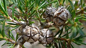 Spidery tea-tree Facts for Kids