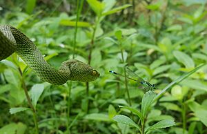 Spot-tailed Pitviper in attack mode.jpg