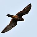 Spotted kestrel flying (16862666012).jpg