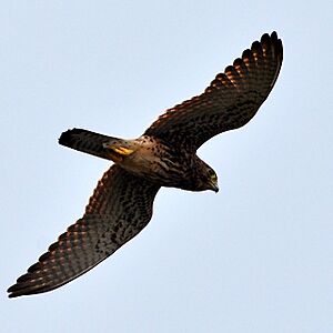 Spotted kestrel flying (16862666012)