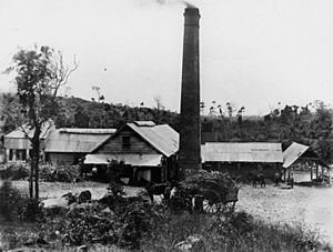 StateLibQld 2 161084 Richmond sugar mill at Mackay in 1895