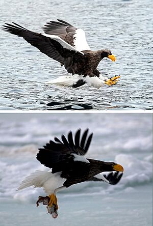 Steller's Sea Eagle hunting a fish