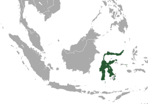 Sulawesi Flying Fox area.png