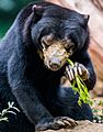 Sun bear eating plant