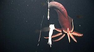 Taningia danae hunting