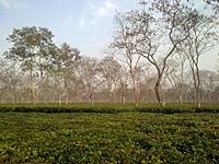 Tea plantation in Sonitpur district of Assam, India