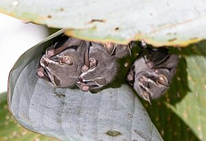 Tent-making bats in Costa Rica