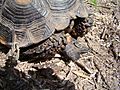 Texas Tortoise Gular Scute Beeville TX June 2011