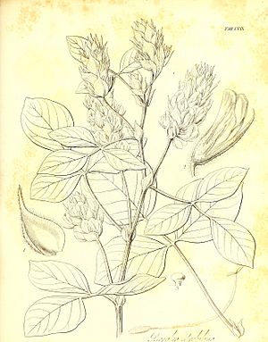 The botany of Captain Beechey's voyage; comprising an acount of the plants collected by Messrs. Lay and Collie, and other officers of the expedition, during the voyage to the Pacific and Behring's (19783123584).jpg